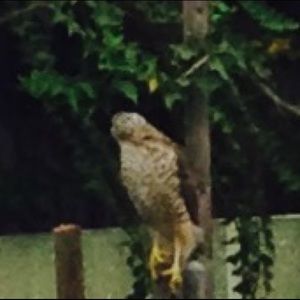 Meet your Posher, Aaron